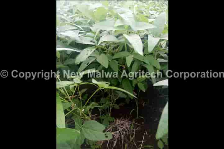 organic certified virucide for mosaic virus in india